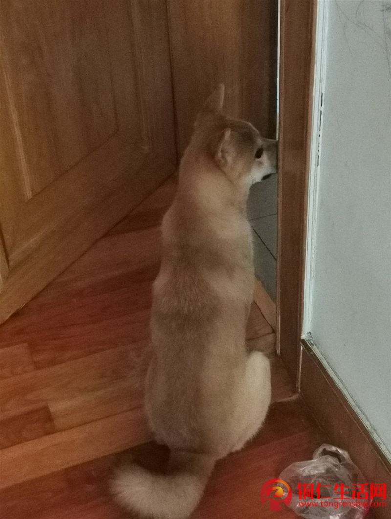 低价出售成年纯种柴犬，希望找个好人家 ！